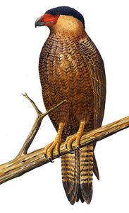 イラスト/Polyborus lutosus/Quelili/Guadalupe Caracara/Guadalupe Caracara 作： Unbekannt