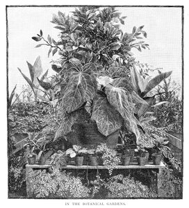 植物園で、1886 作： Unbekannt