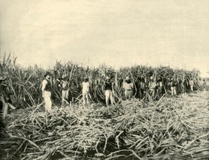 クイーンズランド州の砂糖プランテーション、1901年。 作： Unbekannt