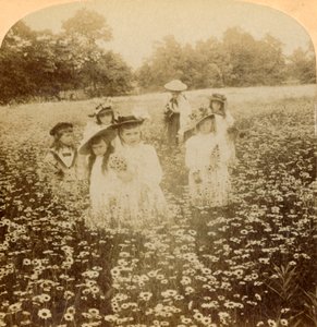 デイジーフィールドで：農村の空き地の甘いFlowret、1896。 作： Unbekannt