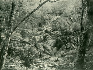 ダンデノン山脈、1901年。 作： Unbekannt