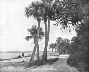 アメリカ、フロリダ州インディアンリバー、c1900。 作： Unbekannt
