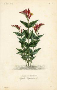 インディアンピンクまたはウッドランドピンクルート、Spigelia marilandica、Spigelia marylandica、Spigelie du Maryland 作： Unbekannt
