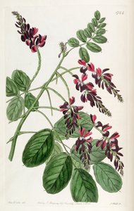 Indigofera atropurpurea 作： Unbekannt