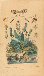昆虫と花、1837 年発行。 作： Unbekannt