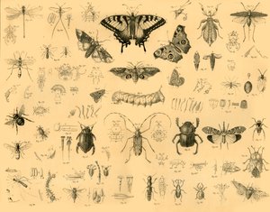 昆虫、c1910。 作： Unbekannt