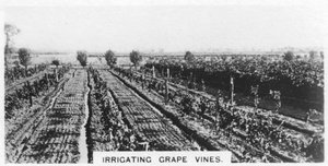 灌漑用ブドウの木、オーストラリア、1928 作： Unbekannt