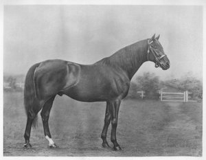 Isinglass bay、1890-1911、1911 作： Unbekannt
