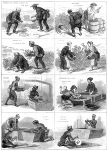 日本茶生産、1874 作： Unbekannt