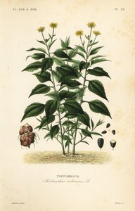 エルサレム・アーティチョークまたはサンチョーク（Helianthus tuberosus, Topinambour）。 作： Unbekannt