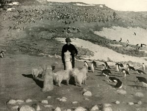 ペンギンの繁殖地におけるジョイスと犬、c1908、1909。 作： Unbekannt