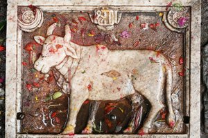 ネパールの聖なる牛、シェシュ・ナラヤナ（Kamdhenu）。
