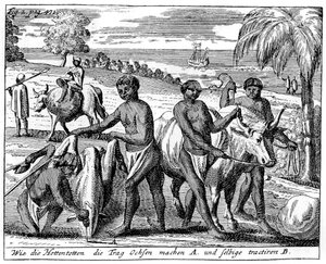 Khoikhois侵入牛、南アフリカ、18世紀1931 作： Unbekannt