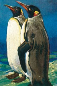 キングペンギン、c1928。 作： Unbekannt