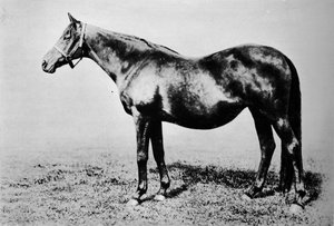 ラフレッシュ、1889〜1911年、1911年 作： Unbekannt