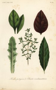 葉物野菜とハーブ、Herbes potageres et plantes condimenteires 作： Unbekannt