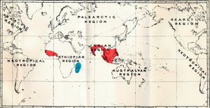 レムロイディア-III。 Chiromyidae科とサブファミリーの分布を示す地図 作： Unbekannt