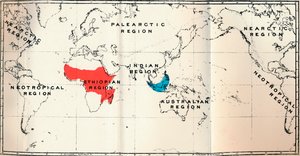 レムロイディア-II。 Tarsiidae BlueとGalaginae Redの分布を示す地図、1897