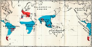 レムロイディア-IV。生きている青と化石赤の擬人類の分布を示す地図、1897