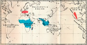 Lemuroidea-I.マップ、Living BlueとFossil Redの分布を示す、1897