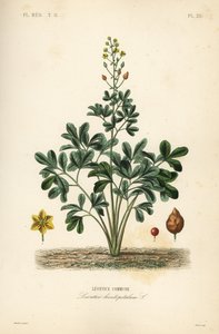 Leontice, Leontice leontopetalum, Leontice commune