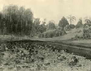 リリーポンド、ブリスベン植物園、1901年。 作： Unbekannt
