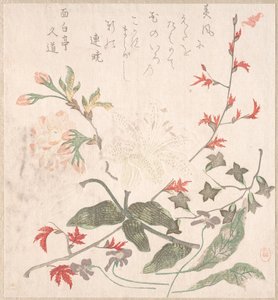 ユリ、スミレ、桜、レンギョウ、赤カエデの枝、18 ～ 19 世紀。 作： Unbekannt
