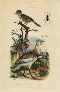 コガシラ（Eupodotis humilis）、シャチホコ（Oxyruncus cristatus）。 作： Unbekannt