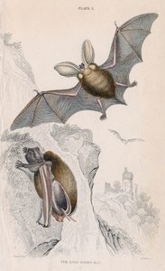 長い耳のコウモリPlectorus auritus、1828 作： Unbekannt