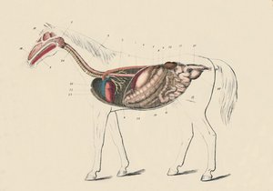 馬の縦断図、c1879。 作： Unbekannt