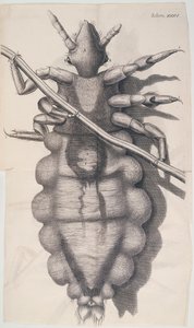 Hookes Micrographia、1665年にシラミが人間の髪の毛にしがみついています。 作： Unbekannt