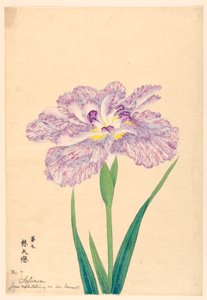 伴侶に思いを馳せる愛（ソフレン）、第7番、1910年頃 作： Unbekannt