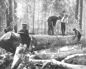 カナダ、オタワ川の製材、c1900。 作： Unbekannt