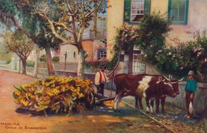マデイラ-カルカデバナネイラス、c1940
