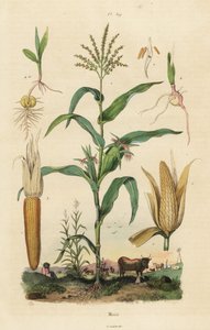 トウモロコシ（スイートコーン）、Zea mays