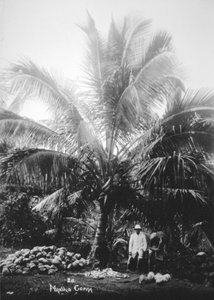 コプラを作る、ソロモン諸島、フィジー、1905 作： Unbekannt