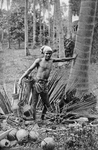トディの木の甘いワインを集めるマレー、1922