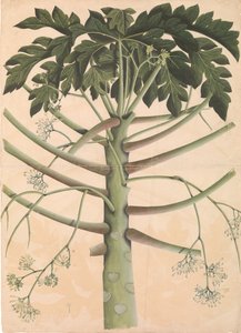 オスのパパイヤの木、カリフォルニア州。 1790～1800年。 作： Unbekannt