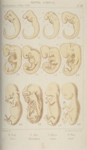 哺乳類の胚、1905