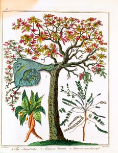 マンドレイク、敏感な植物、アカシア、c1795 作： Unbekannt