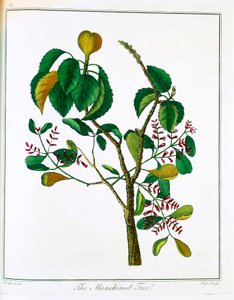 マンシニールの木 Hippomane mancinella または Poison Guava、c1795 作： Unbekannt