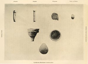 海洋生物、倍率1 12、c1908、1909。