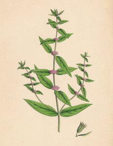 Mentha gracilis、var。 Genuina。細いミント、19世紀 作： Unbekannt