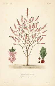 Mezereon or spurge laurel, Daphne mezereum, Daphne bois-gentil 作： Unbekannt