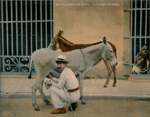 搾乳ロバ、ハバナ、キューバ、c1920 作： Unbekannt