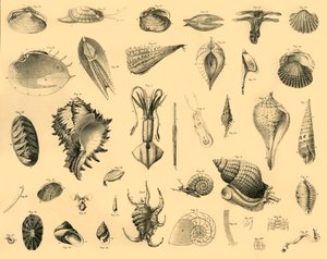 軟体動物、c1910。 作： Unbekannt
