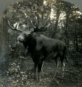 All I Surveyの君主、1899年。 作： Unbekannt