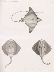 牛とアカエイのマウス（ストライプ柄 作： Unbekannt
