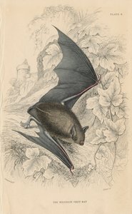 NatterersバットMyotis nattereri、1828 作： Unbekannt