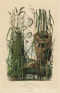 Streaked fantail warbler, Cisticola juncidis, and reed warbler, Acrocephalus scirpaceus の巣。 作： Unbekannt
